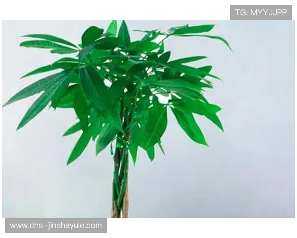 澳门永利赌场发财树的养护方法详解，确保植物健康成长与财运旺盛